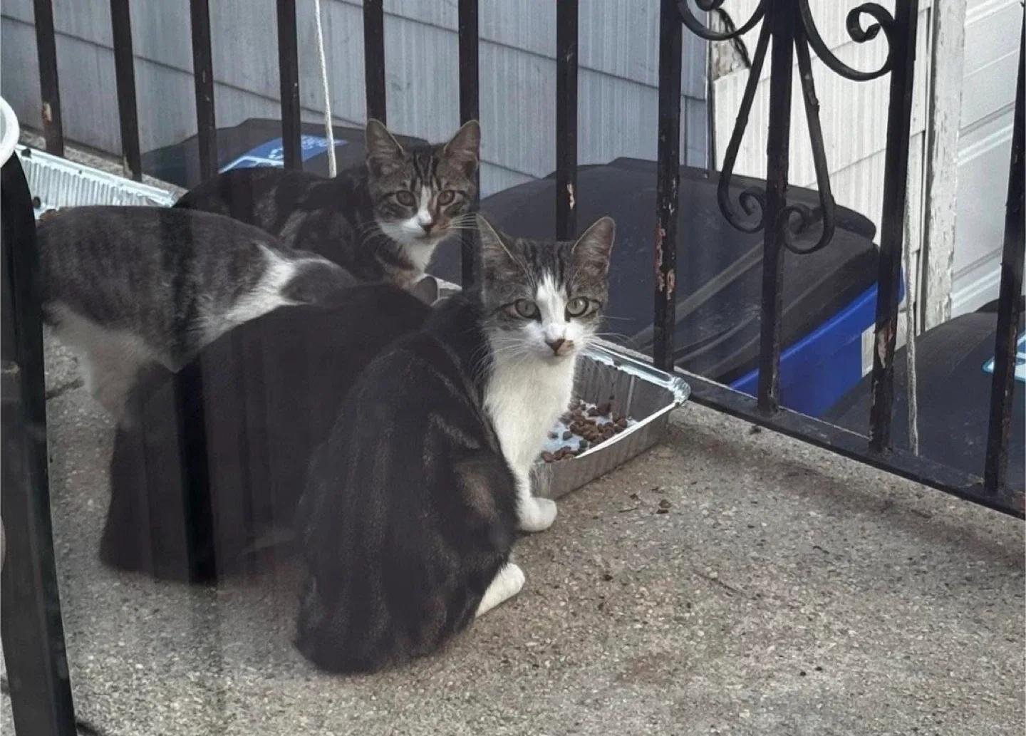 Cat house I built image indicator(4)