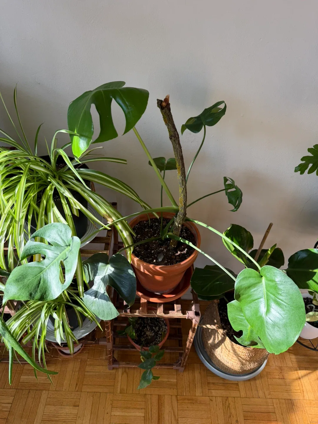Monstera Plant in Terracotta Pot image indicator(2)