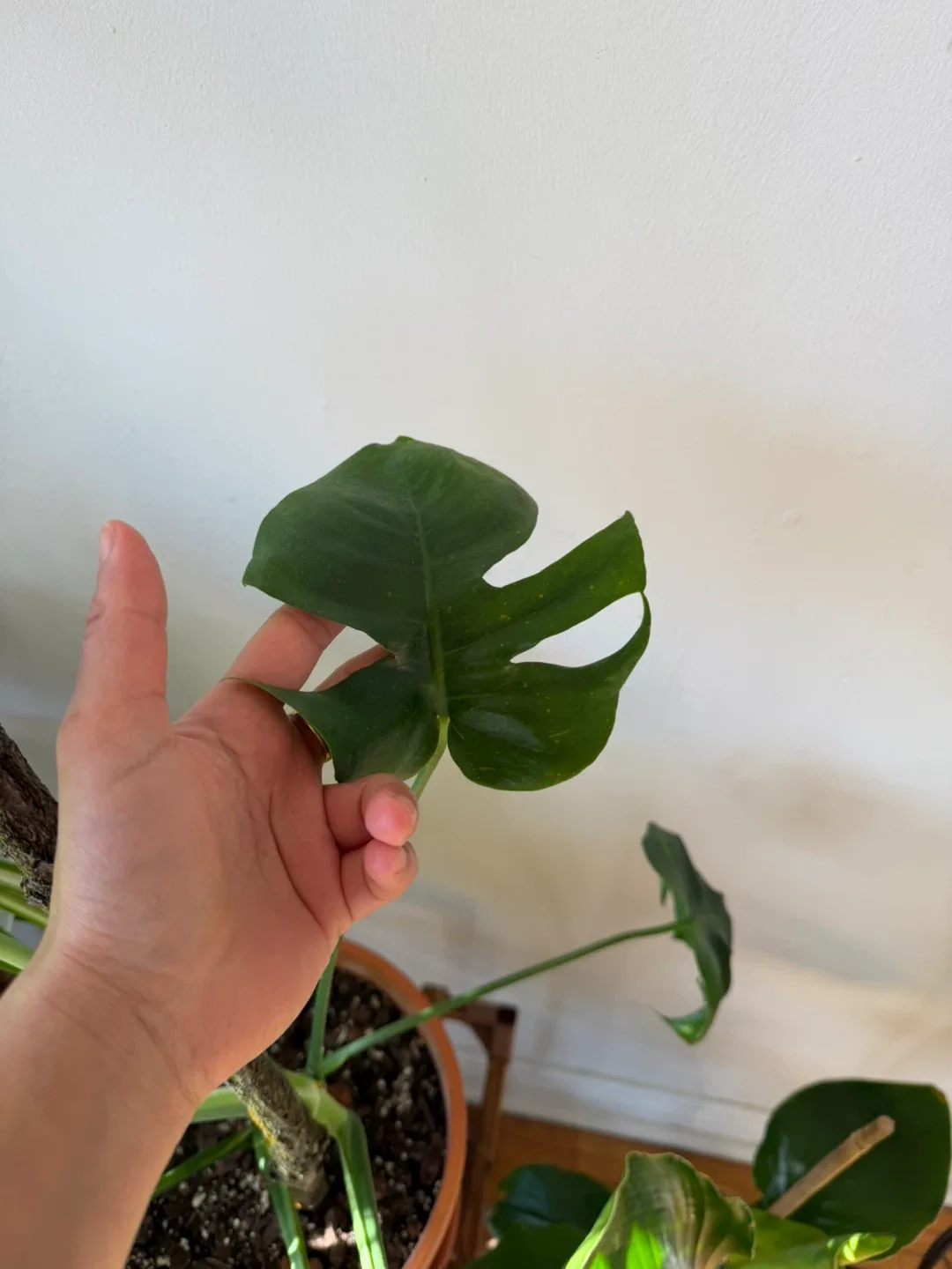 Monstera Plant in Terracotta Pot image indicator(4)