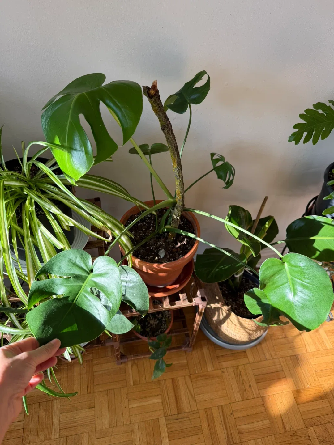 Monstera Plant in Terracotta Pot thumbnail