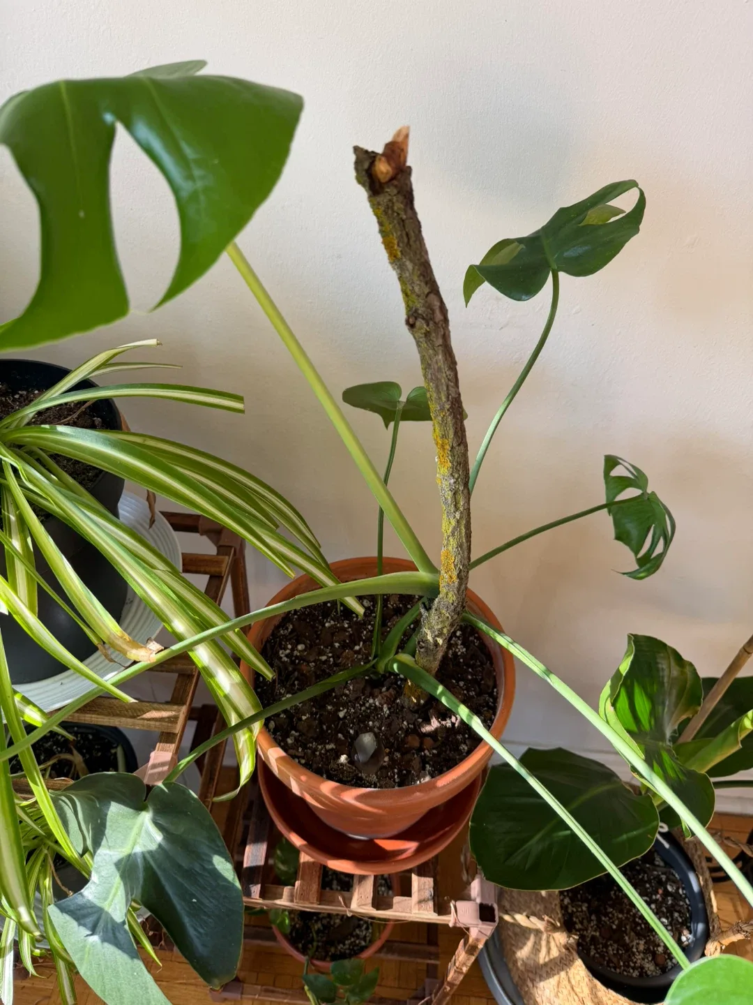 Monstera Plant in Terracotta Pot image indicator(3)