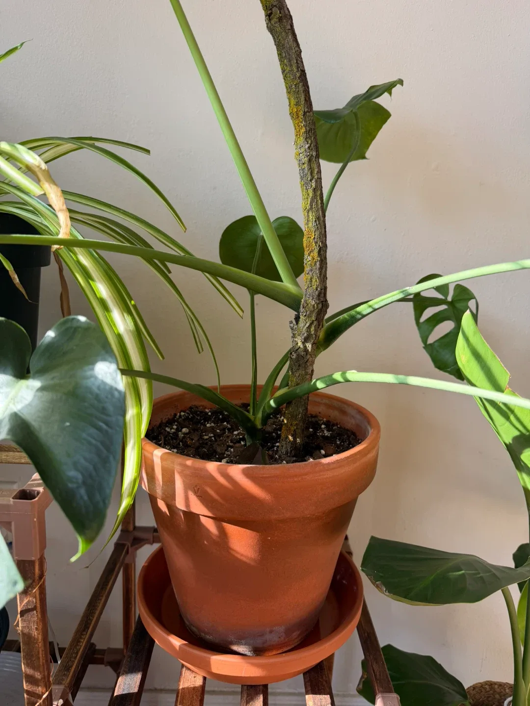 Monstera Plant in Terracotta Pot image indicator(5)