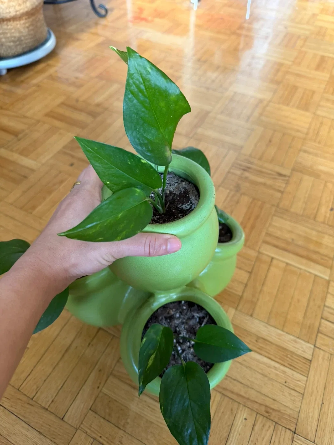 Stackable Ceramic Pots with pothos thumbnail