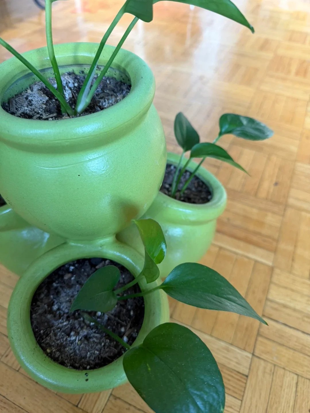 Stackable Ceramic Pots with pothos image indicator(3)