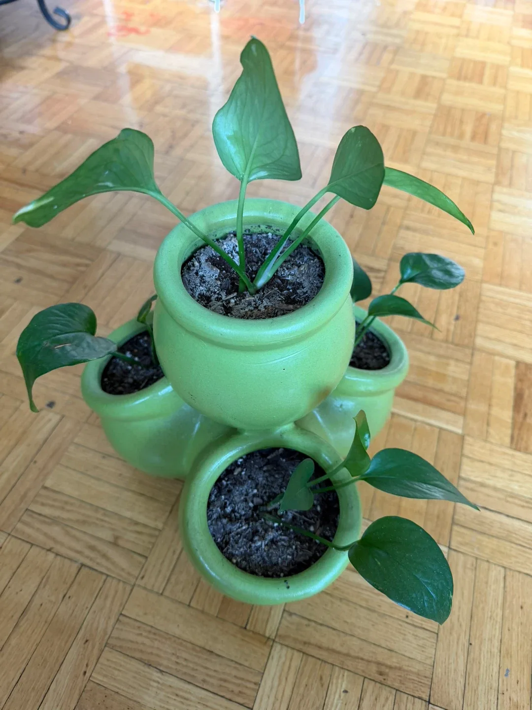 Stackable Ceramic Pots with pothos image indicator(2)