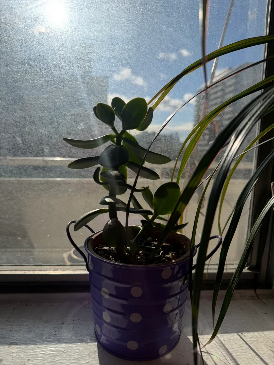 Jade Plant in Purple Polka Dot Pot thumbnail