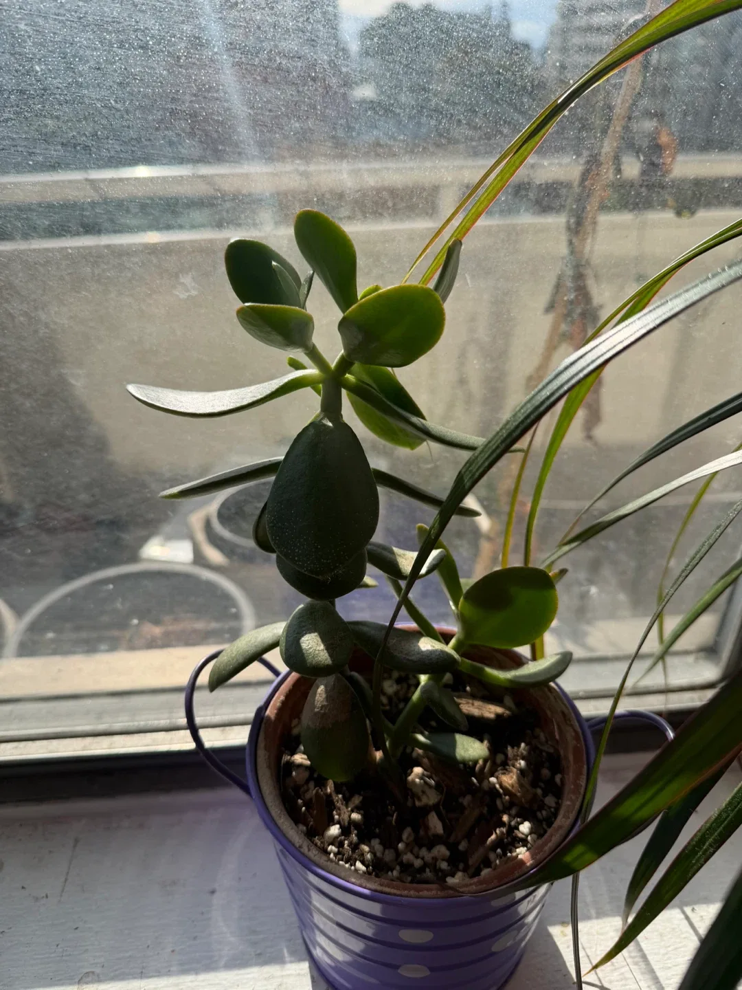 Jade Plant in Purple Polka Dot Pot image indicator(2)