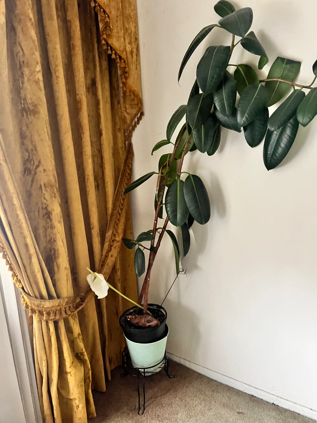 Ficus Elastica Plant