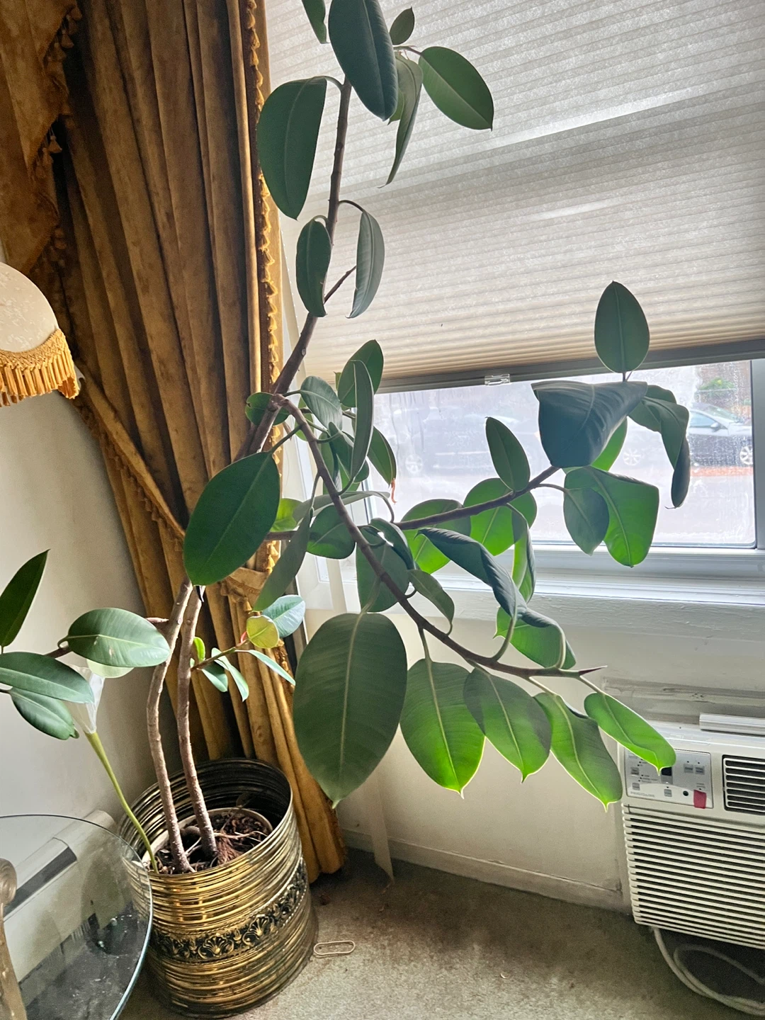 Ficus Elastica Plant - photo 2