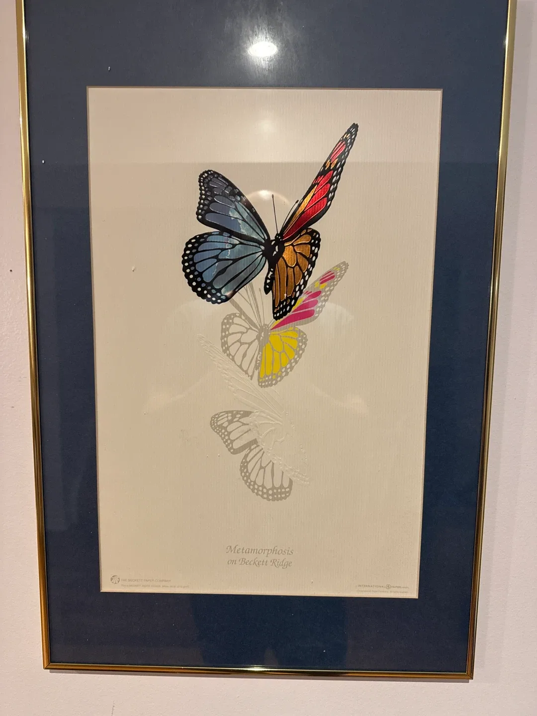 Framed Butterfly Print - Metamorphosis on Beckett Ridge thumbnail