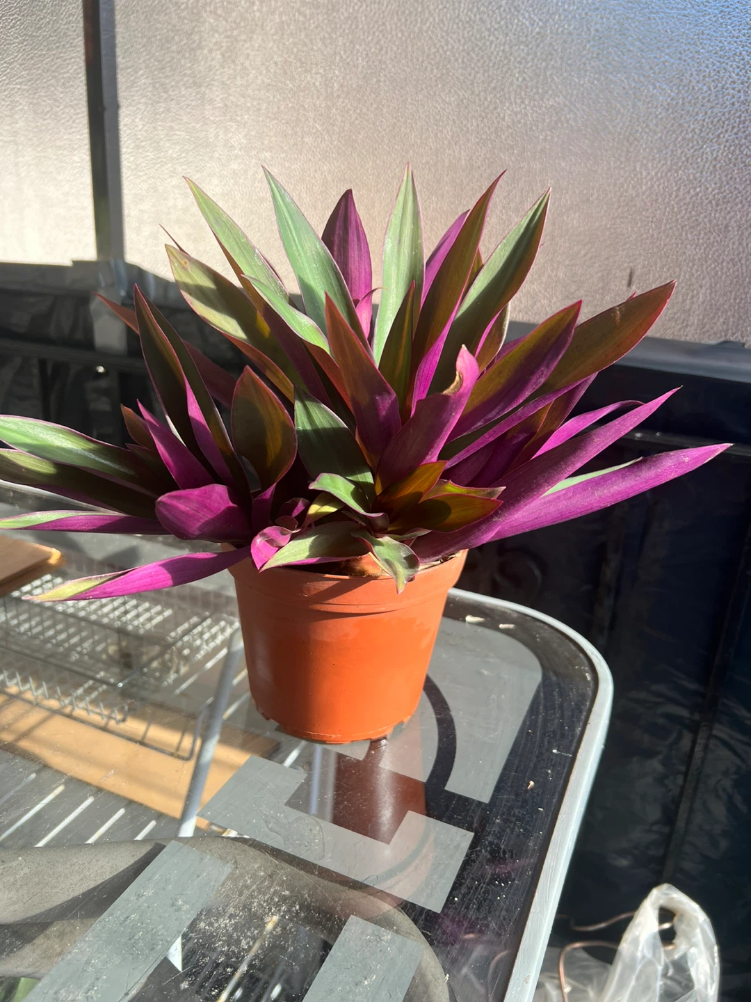 Tradescantia spathacea (Oyster Plant) - photo 3