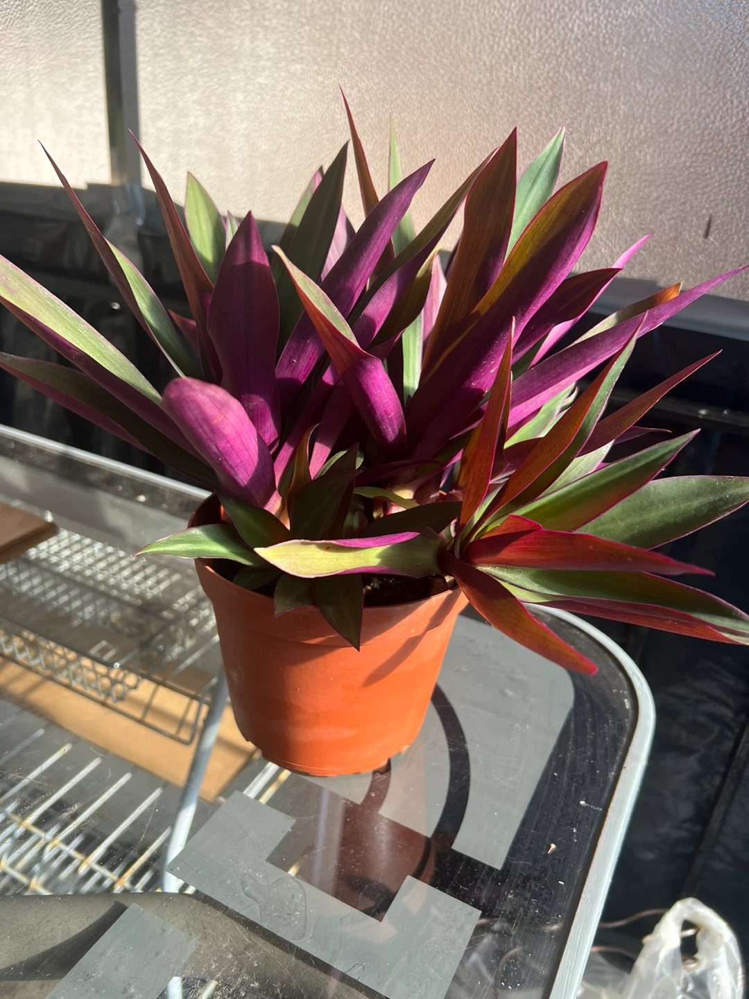Tradescantia spathacea (Oyster Plant) - photo 2