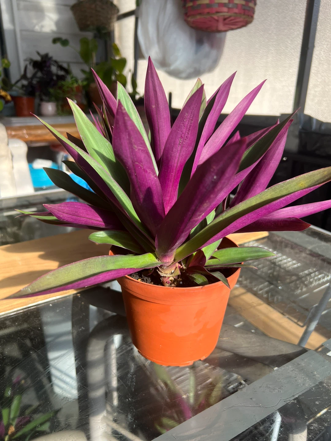Tradescantia spathacea (Oyster Plant)