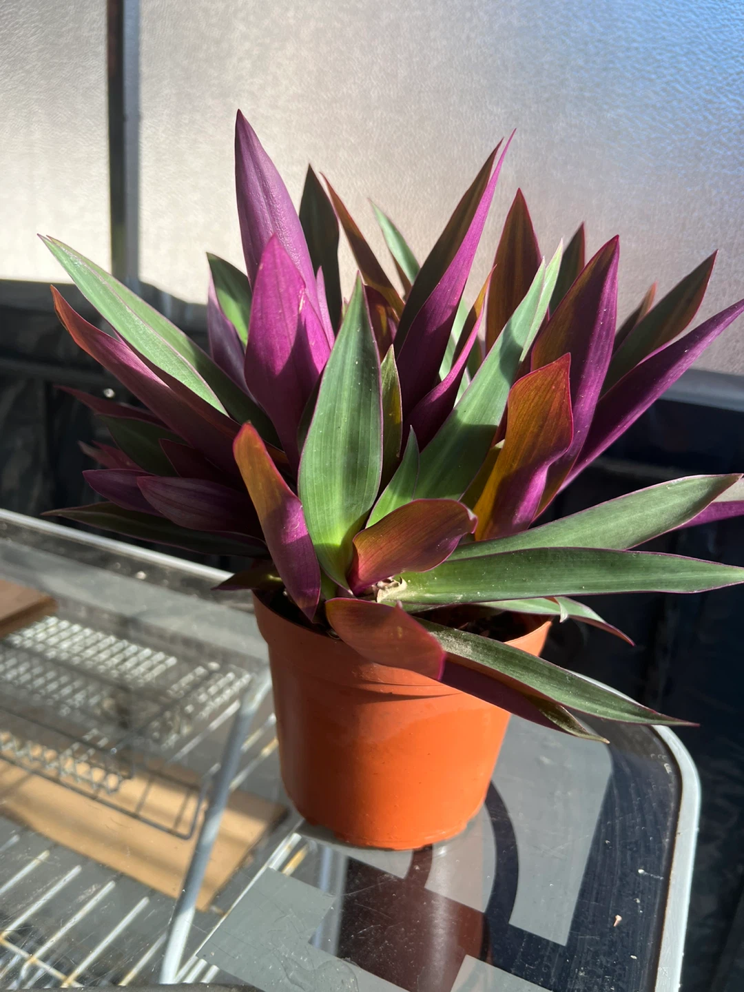 Tradescantia spathacea (Oyster Plant) - photo 5