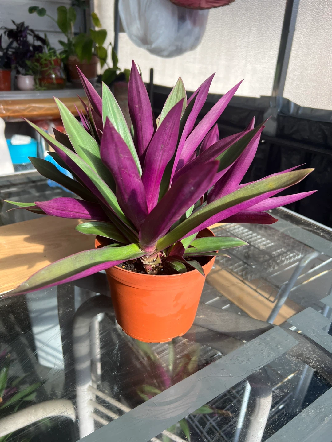 Tradescantia spathacea (Oyster Plant) - photo 4