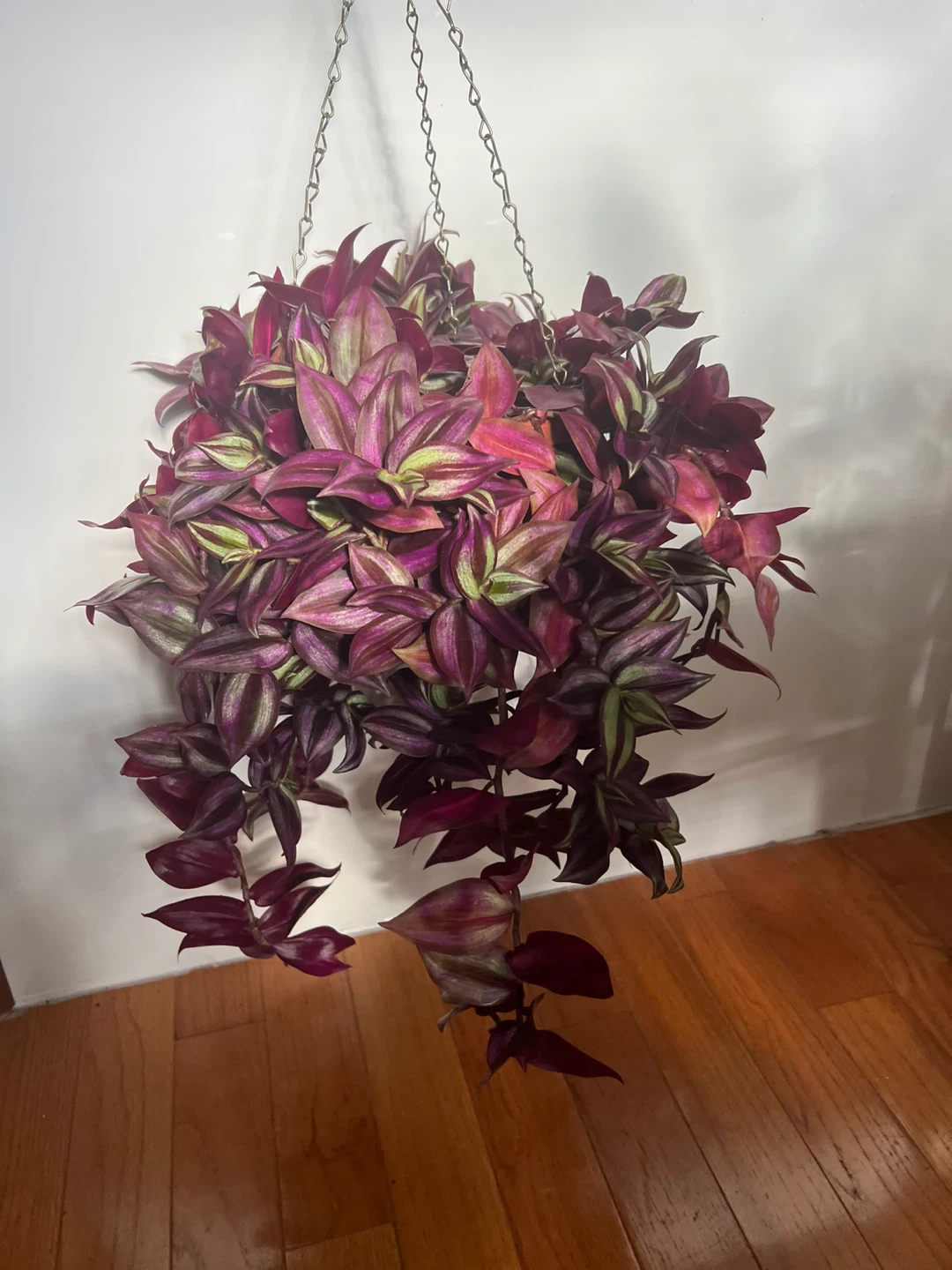 Wandering Jew Hanging Plant - photo 4