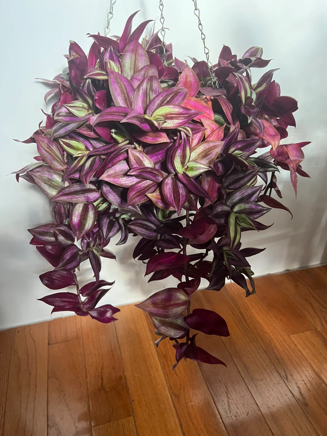 Wandering Jew Hanging Plant