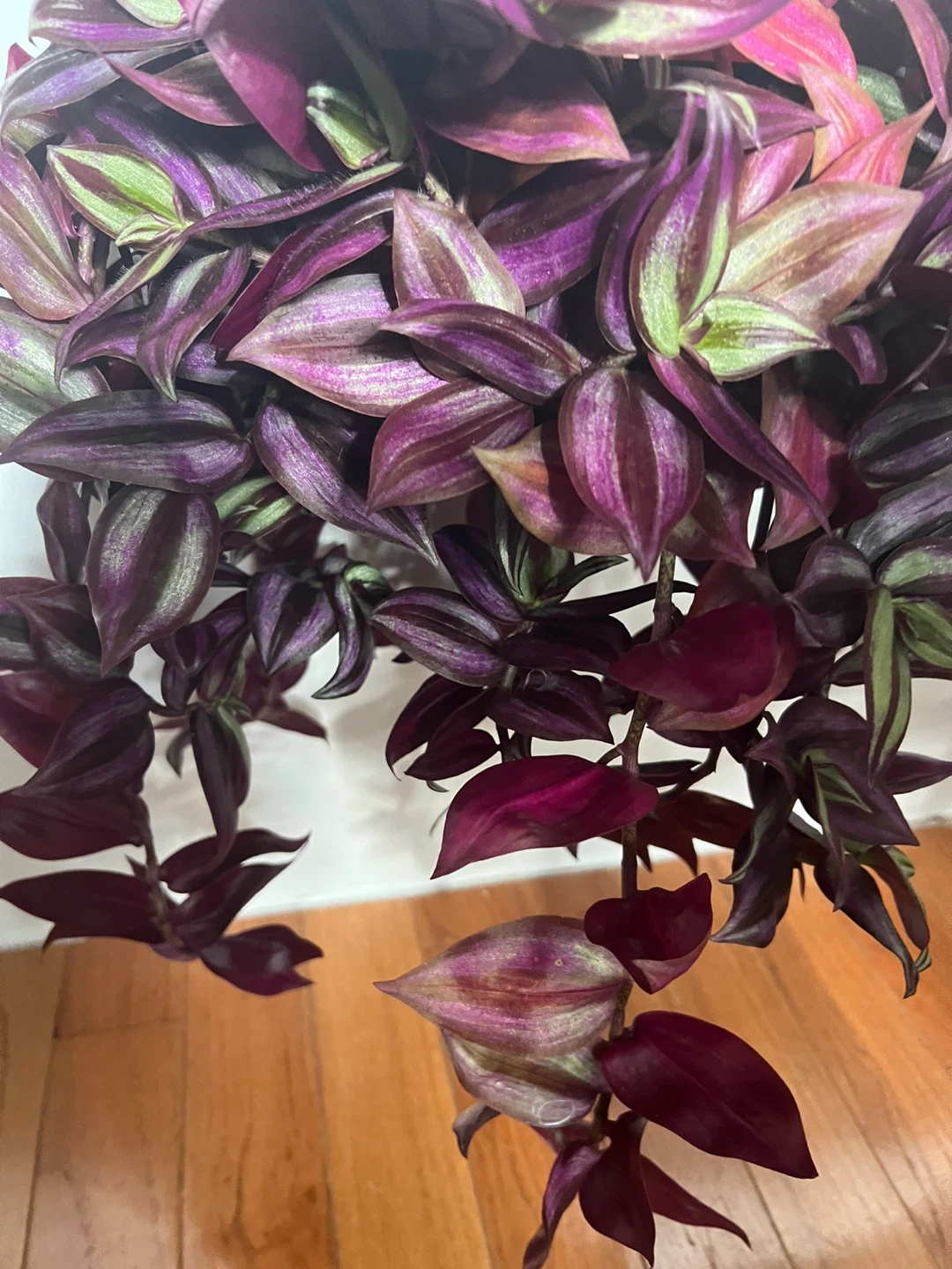 Wandering Jew Hanging Plant - photo 2