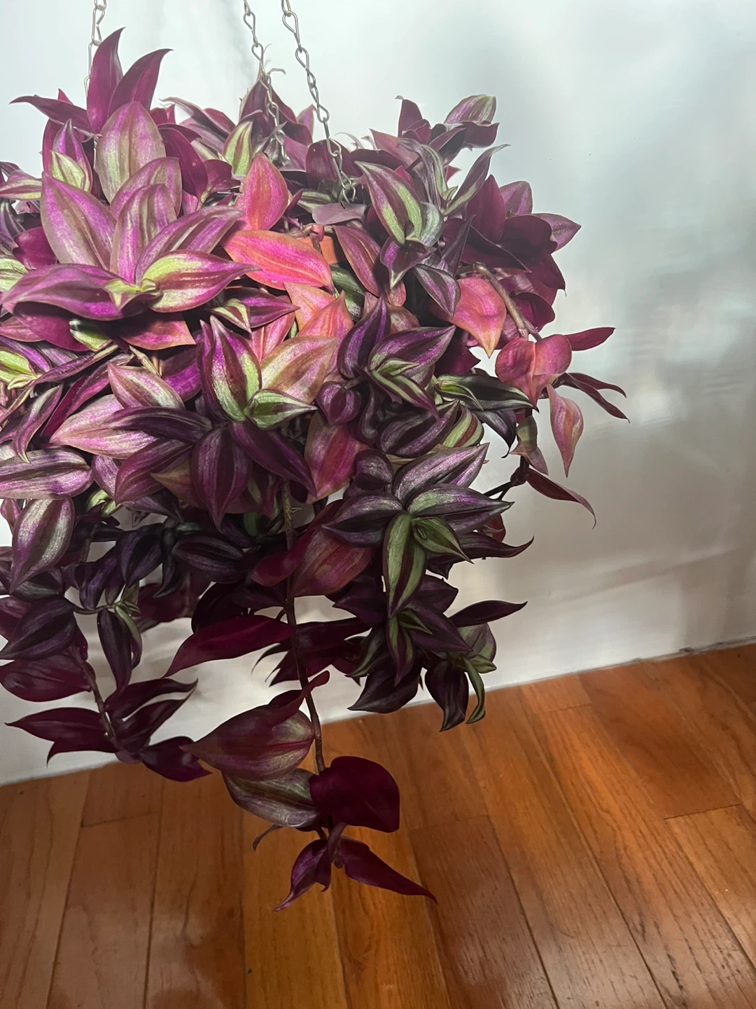 Wandering Jew Hanging Plant - photo 5