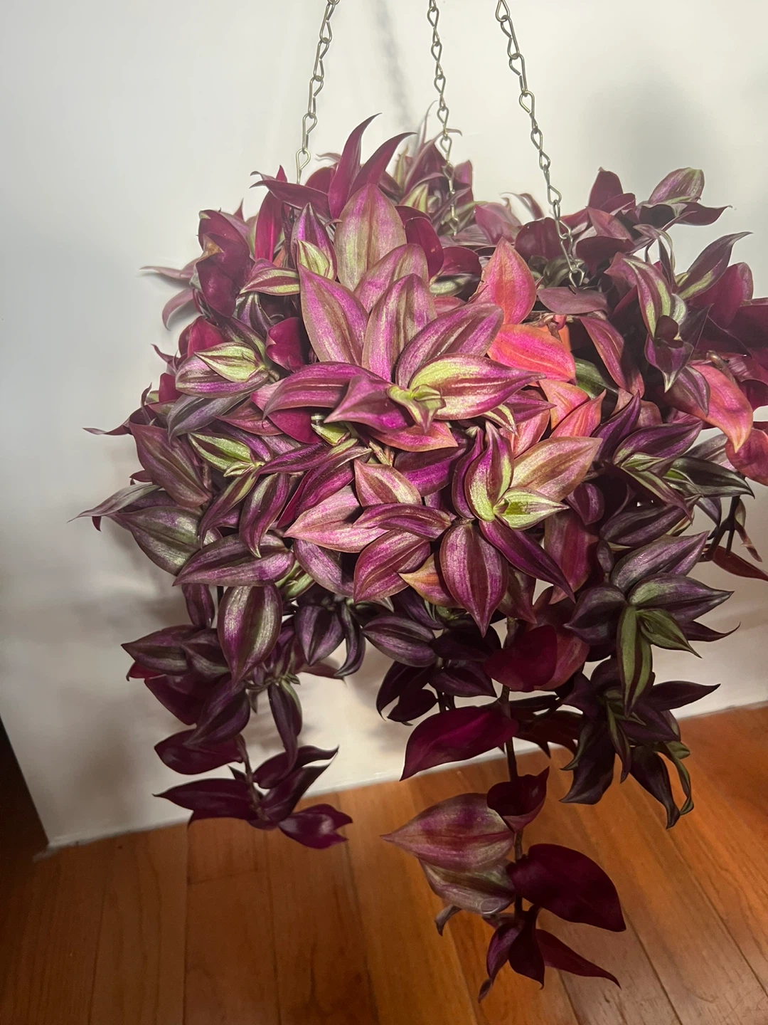 Wandering Jew Hanging Plant - photo 3