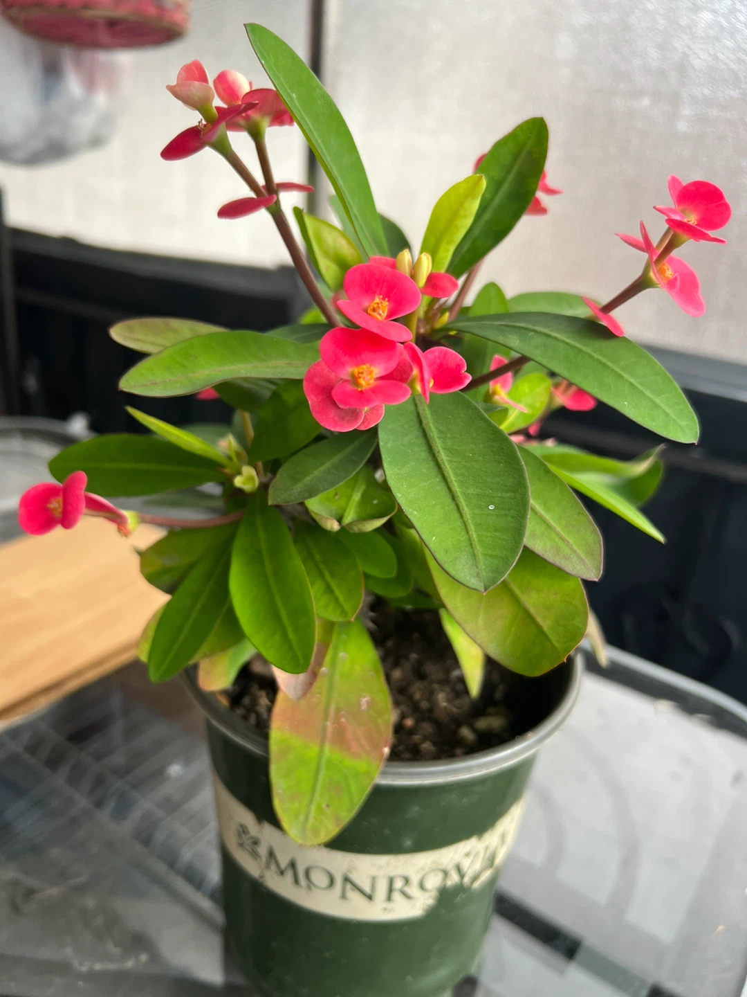 Crown of Thorns Plant - photo 4
