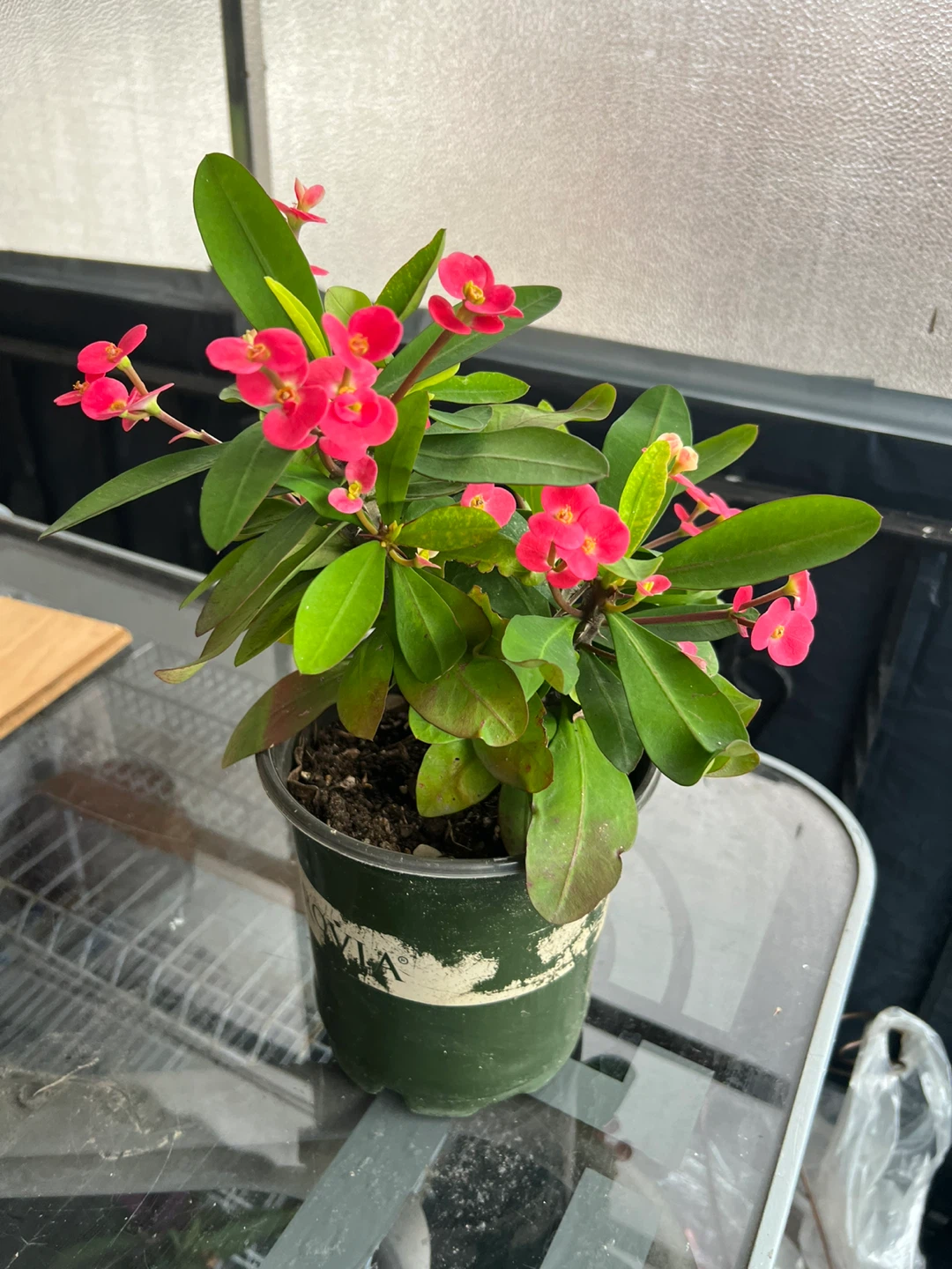 Crown of Thorns Plant - photo 2