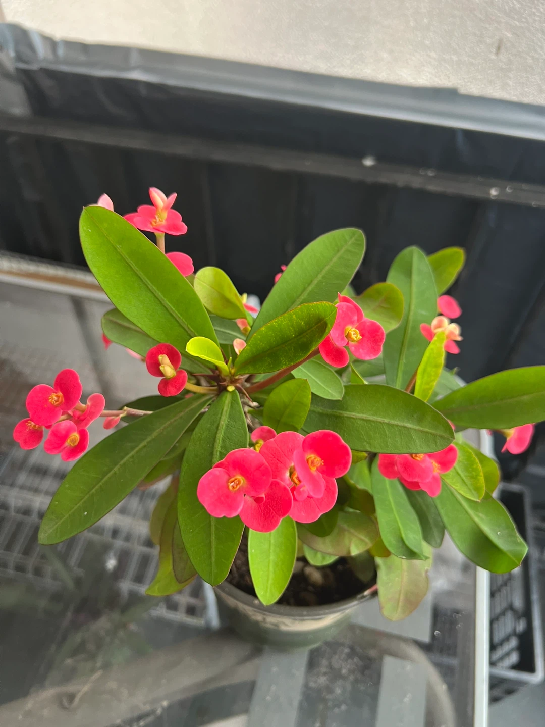 Crown of Thorns Plant
