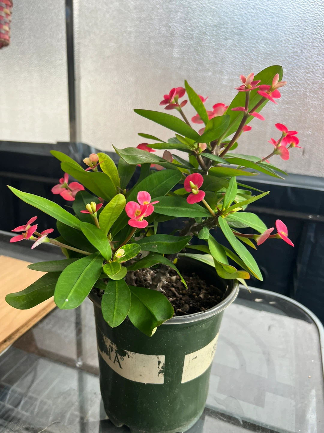 Crown of Thorns Plant - photo 3