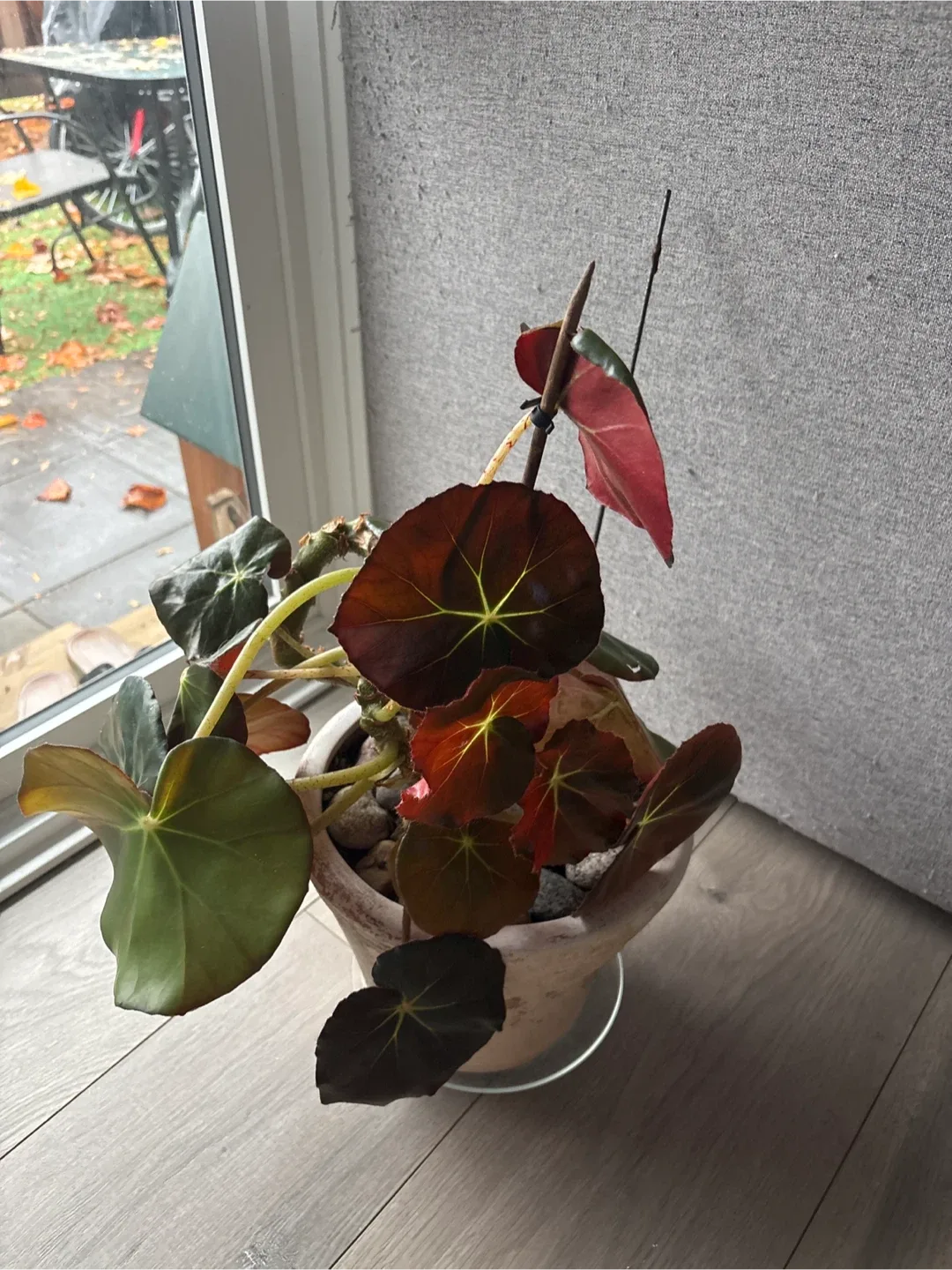 Begonia Plant image indicator(2)