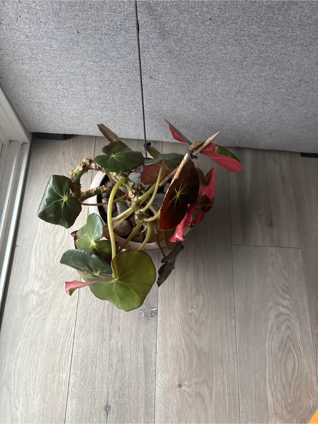 Begonia Plant image indicator(3)