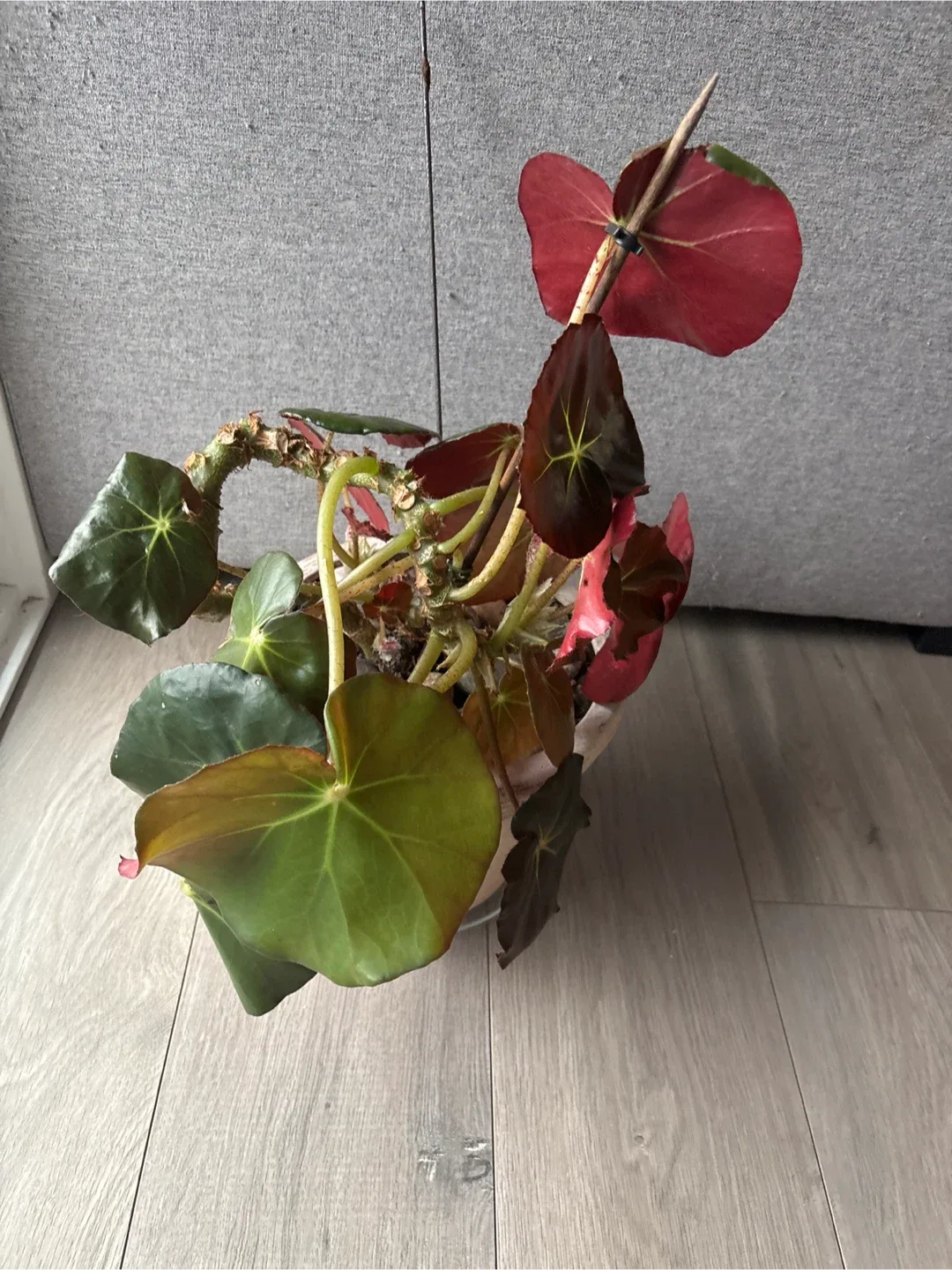Begonia Plant