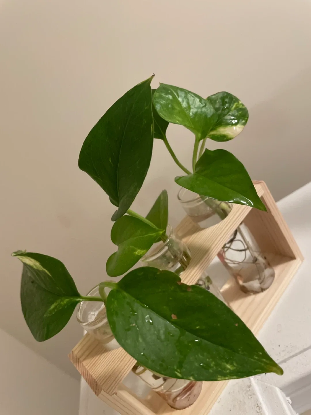 Pothos Propagation Station image indicator(2)