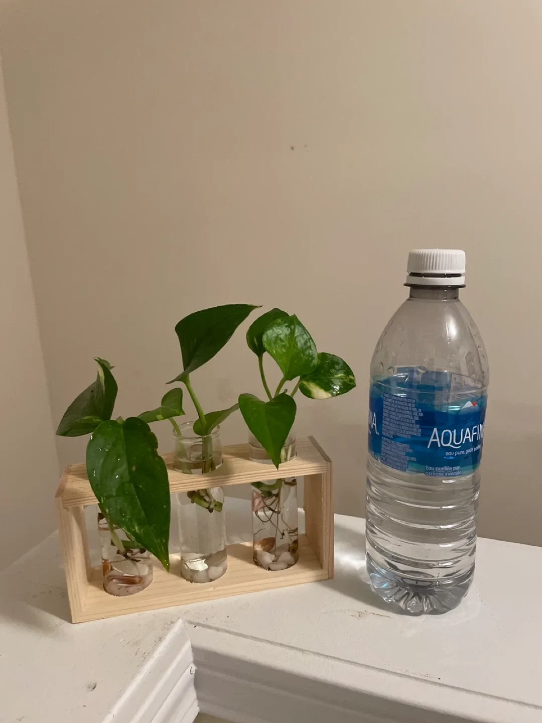 Pothos Propagation Station image indicator(3)