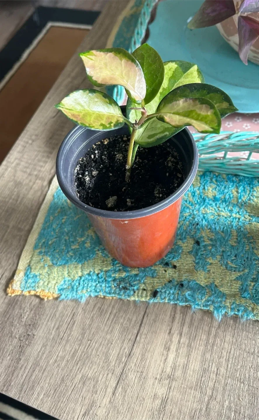 Hoya Australis Plant in orange Pot image indicator(2)
