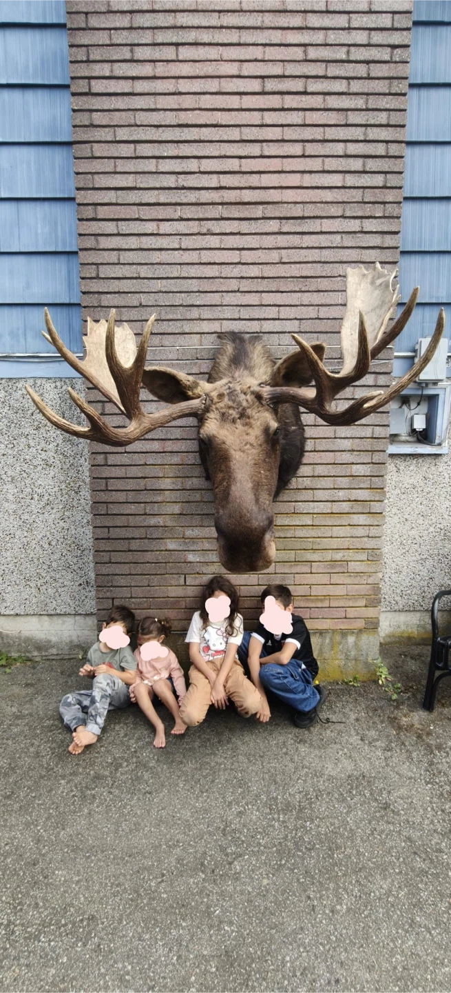 Taxidermy moose - photo 2