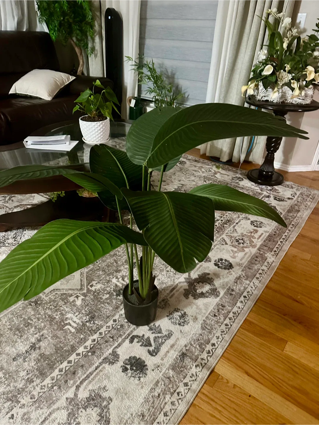 Faux Bird of Paradise Plant image indicator(2)