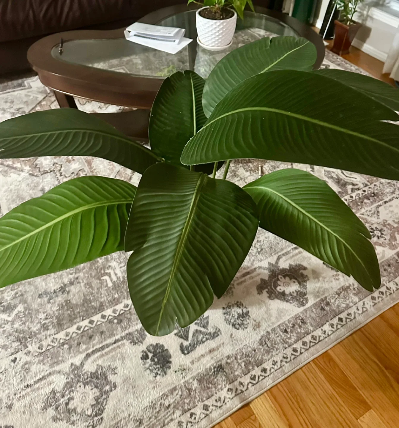 Faux Bird of Paradise Plant image indicator(4)