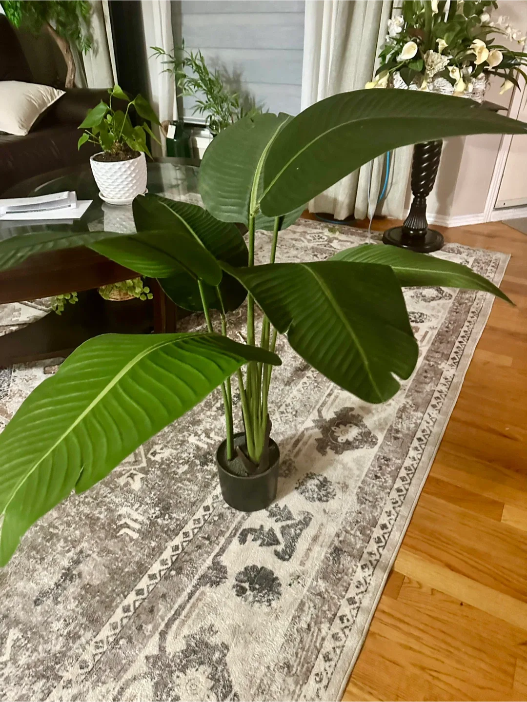 Faux Bird of Paradise Plant image indicator(3)