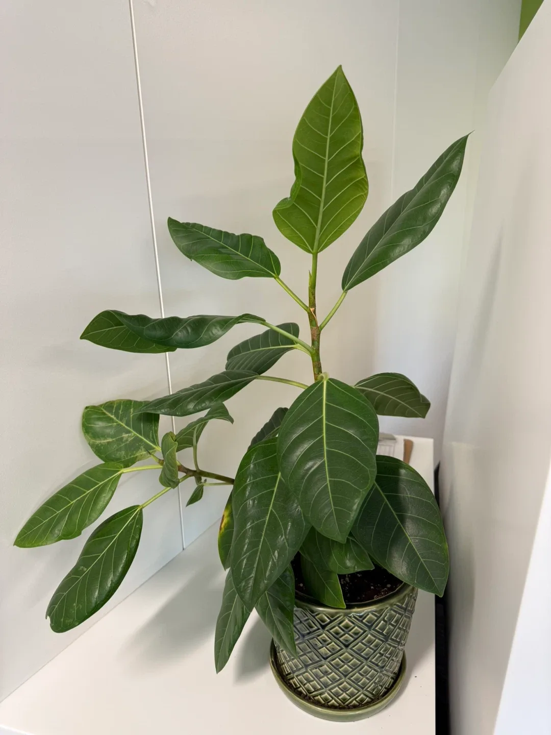 Potted Ficus Alii Plant image indicator(4)