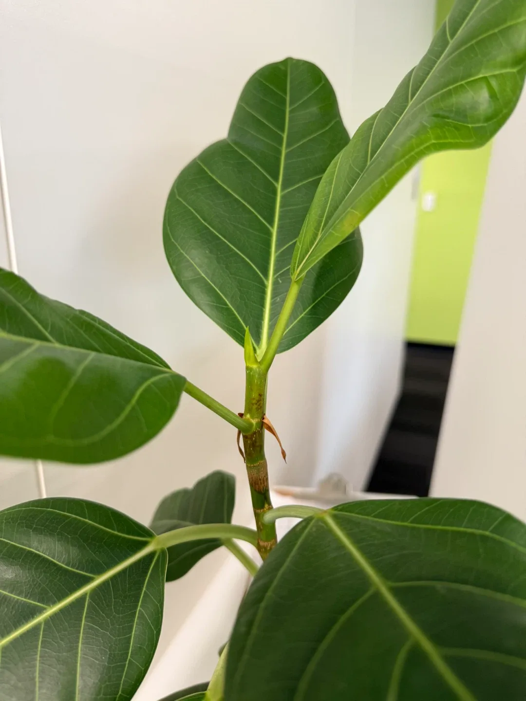 Potted Ficus Alii Plant image indicator(2)