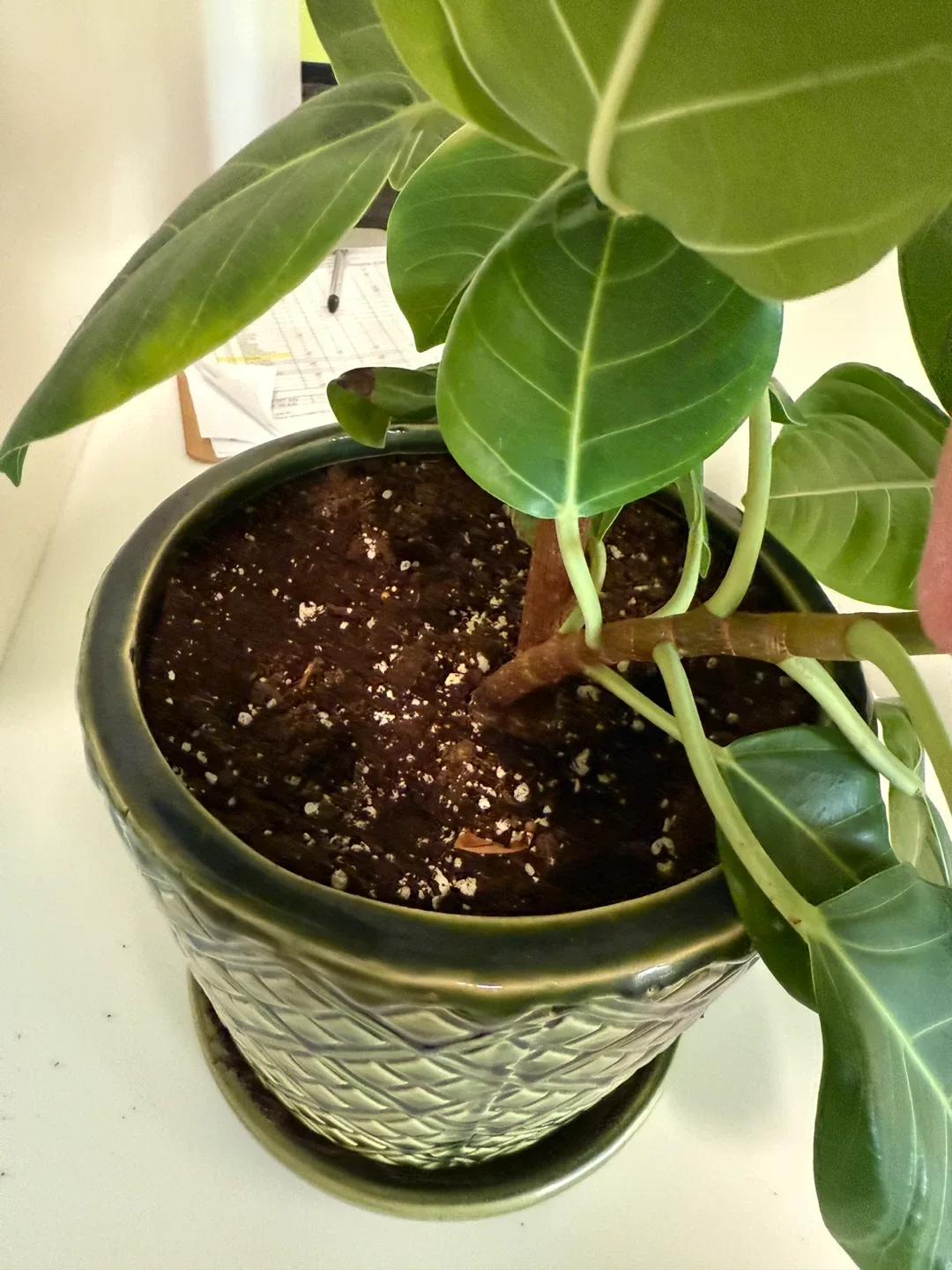 Potted Ficus Alii Plant image indicator(3)