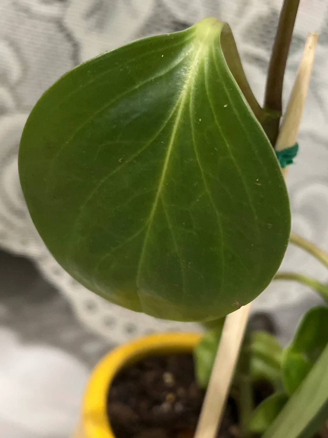Peperomia Obtusifolia Plant image indicator(2)