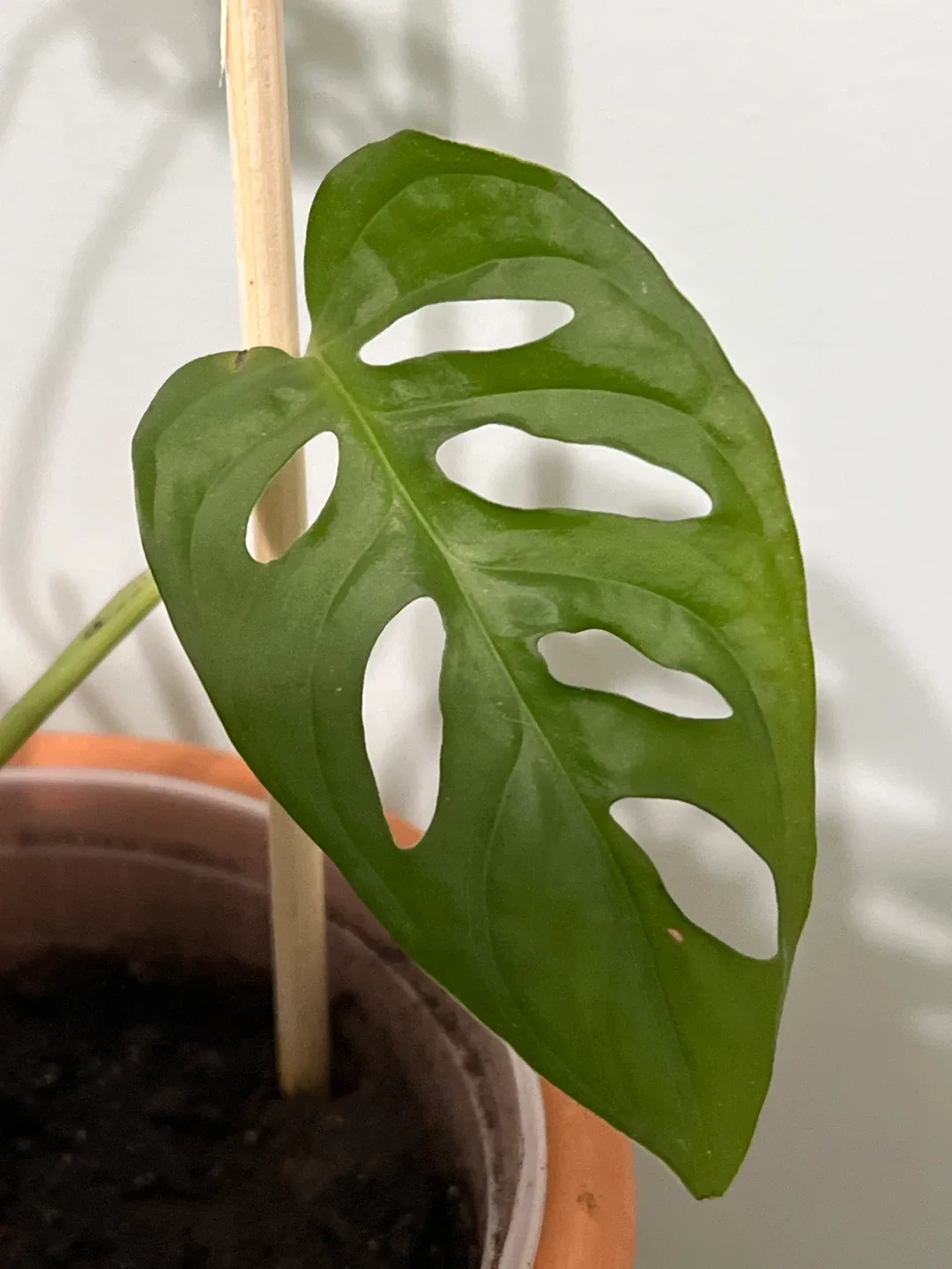 Monstera Adansonii Plant image indicator(2)