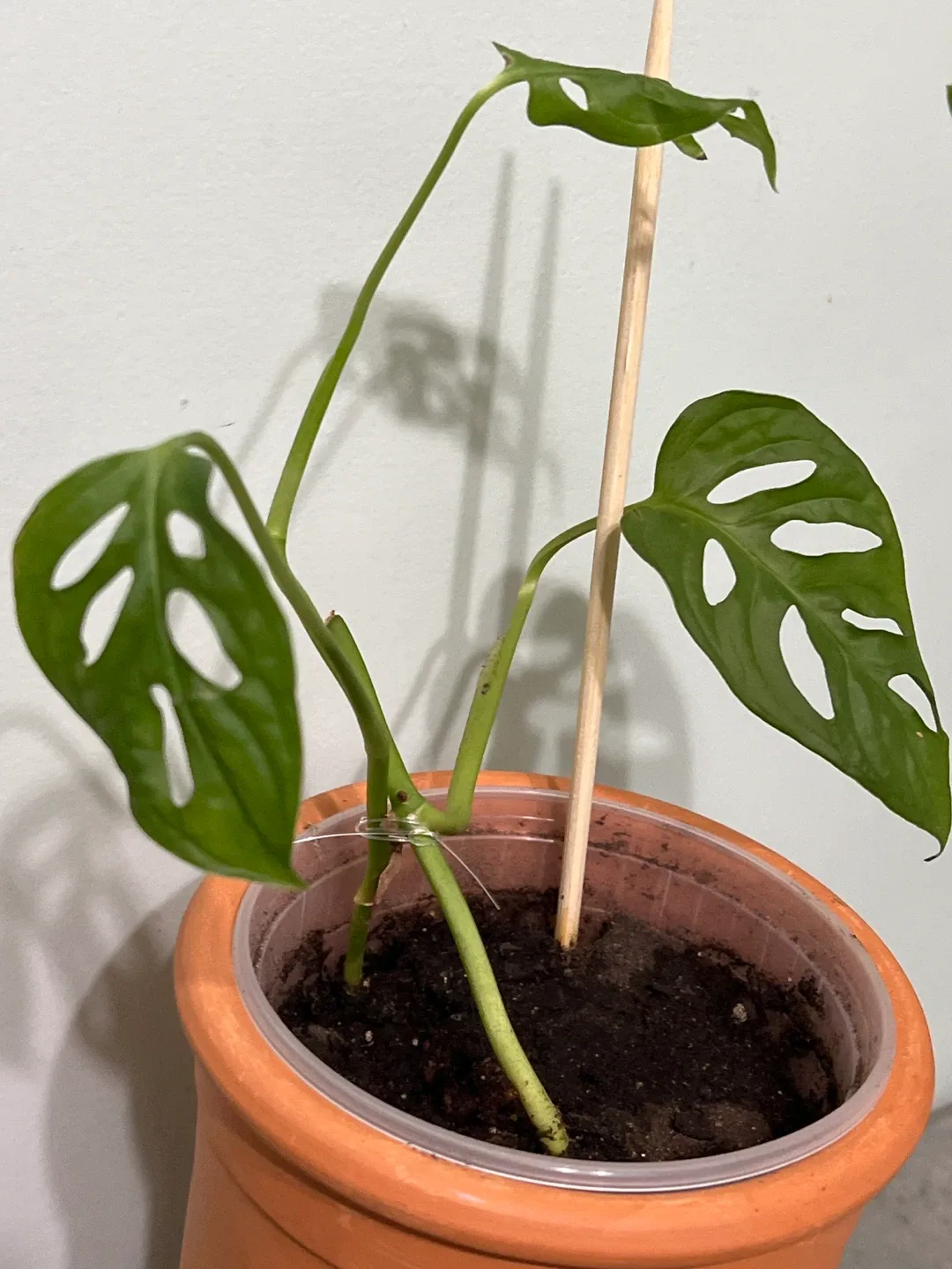 Monstera Adansonii Plant image indicator(3)