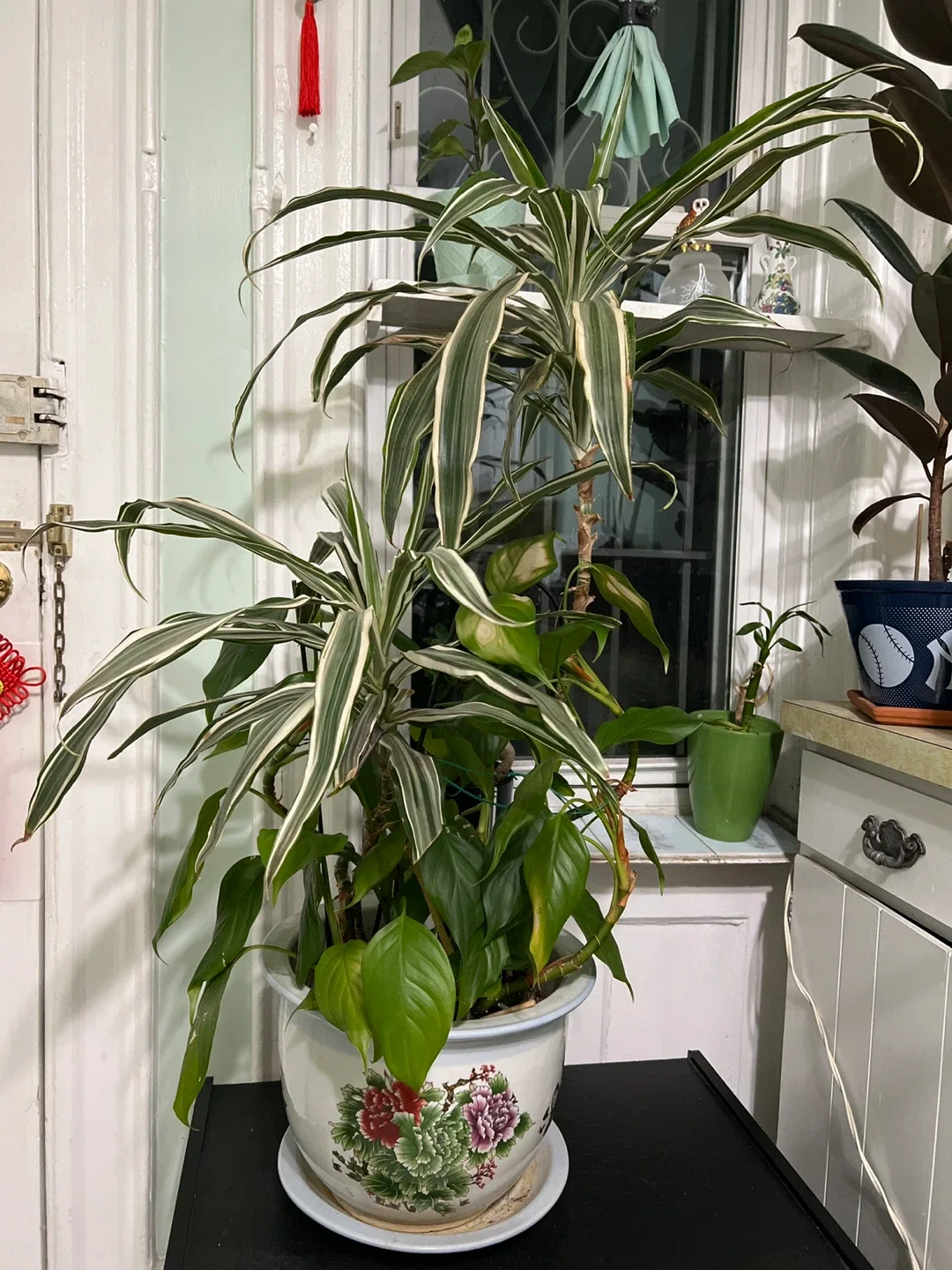 Potted Houseplant