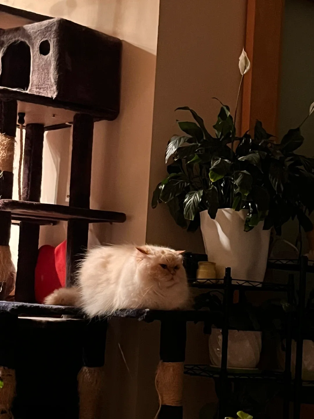 Peace Lily plant image indicator(2)