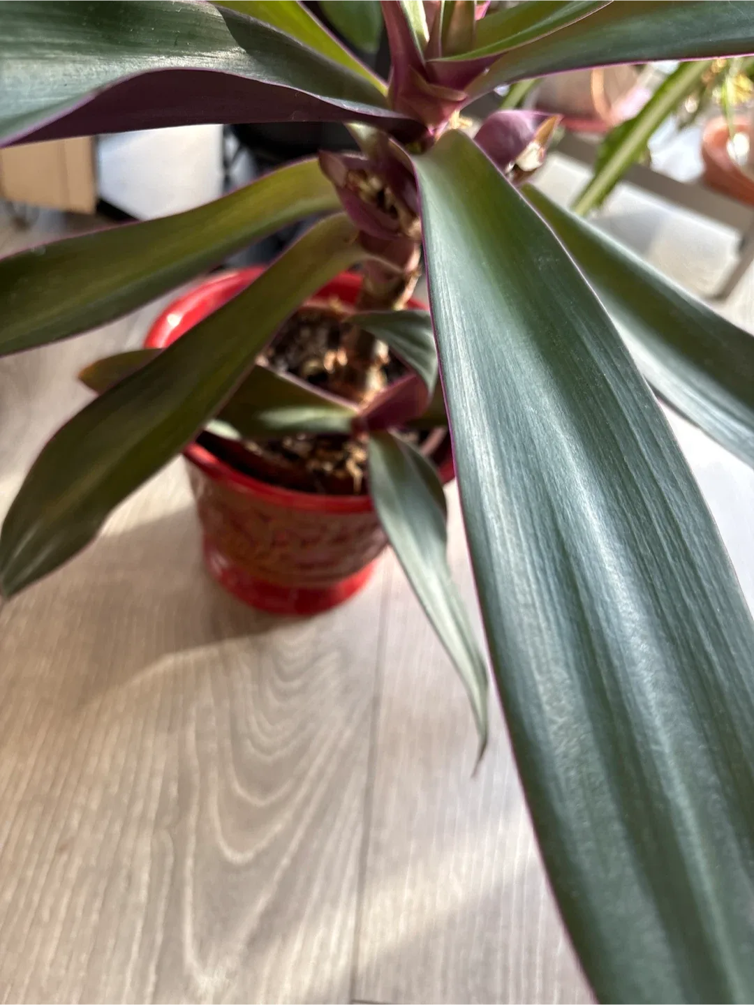 Tradescantia spathacea (Oyster Plant) image indicator(2)