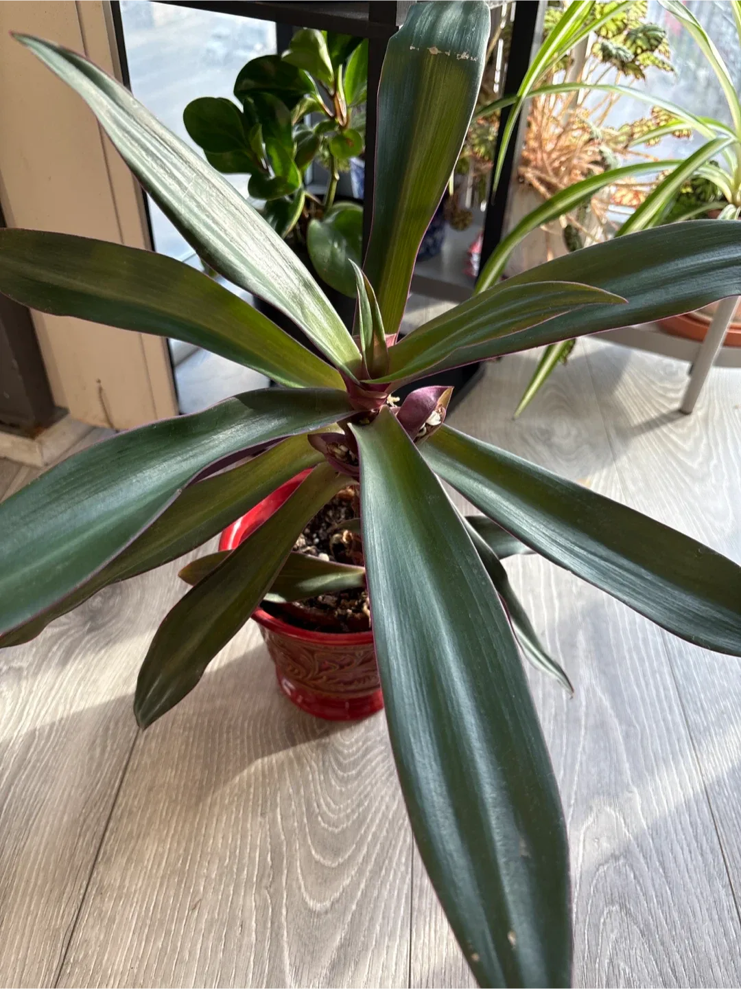 Tradescantia spathacea (Oyster Plant)