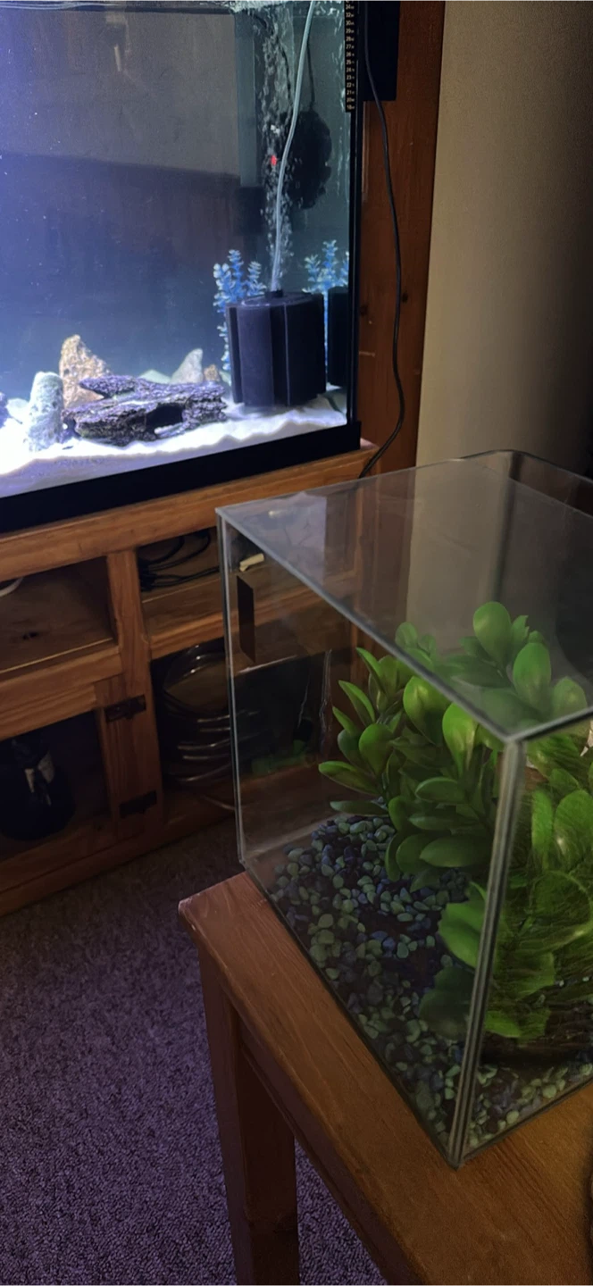 Small fish tank