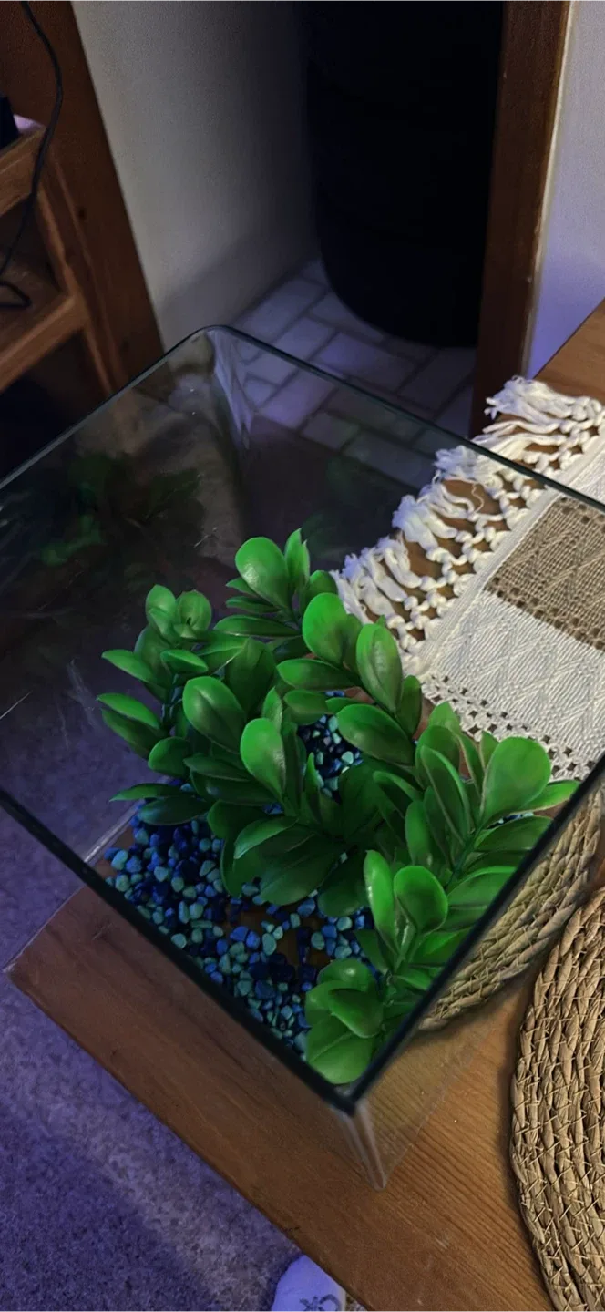 Small fish tank image indicator(2)